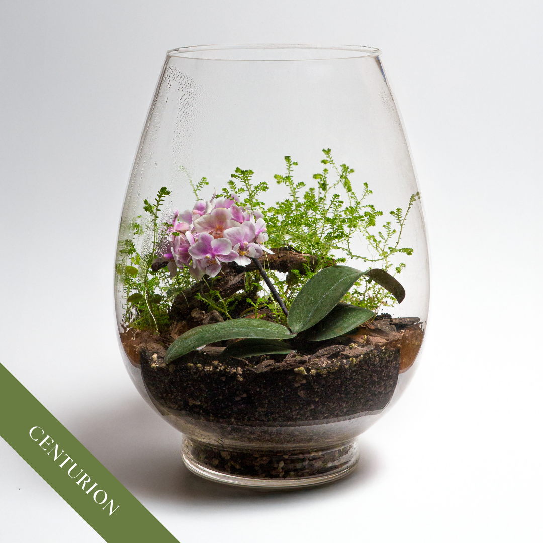 Orchid Terrarium Workshop | Sat, 14 Nov  | Centurion - The Cozy Pantry, Zwartkop Golf Club