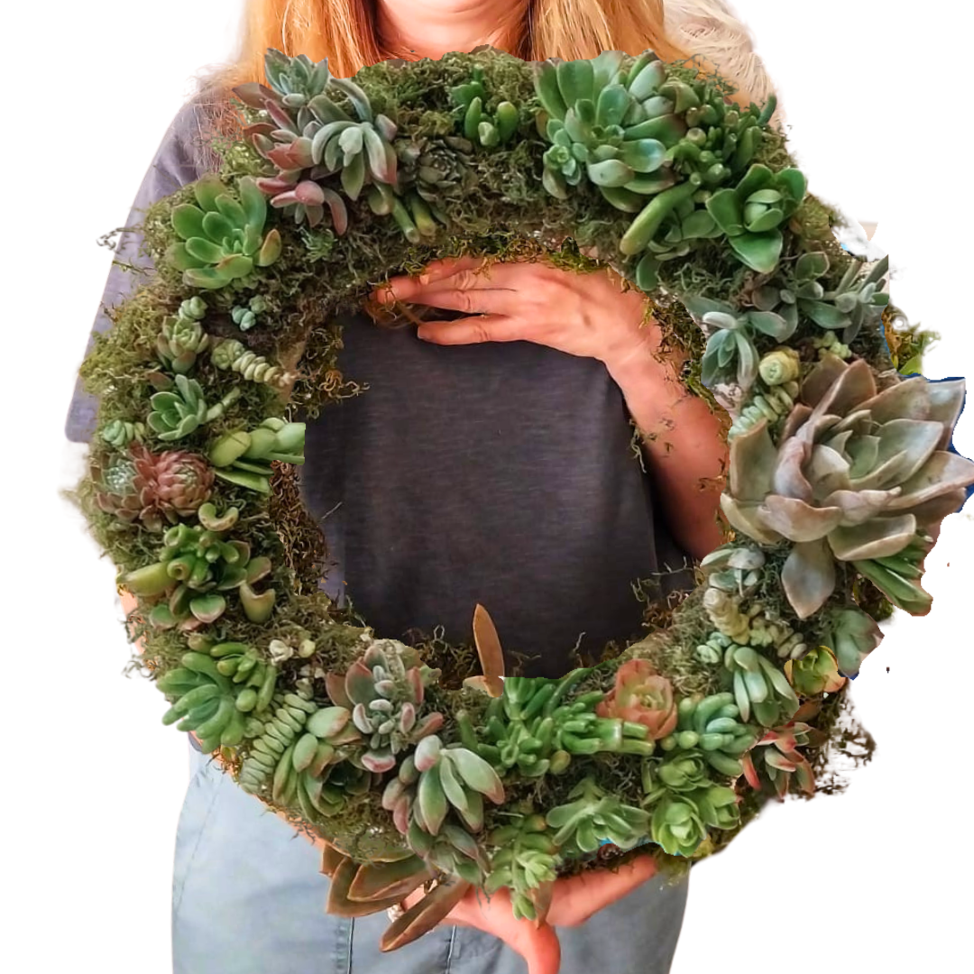 Live Succulent Wreath