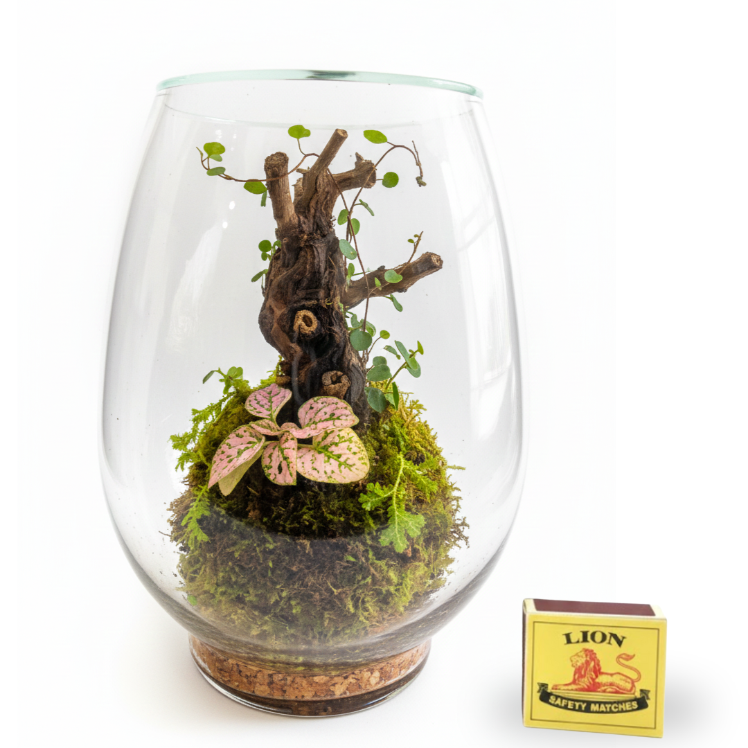 Live Terrariums (Ships Nationwide)