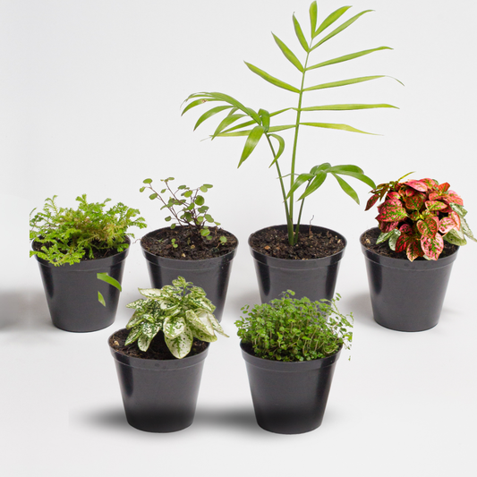 Terrarium Plants - Sets of 6