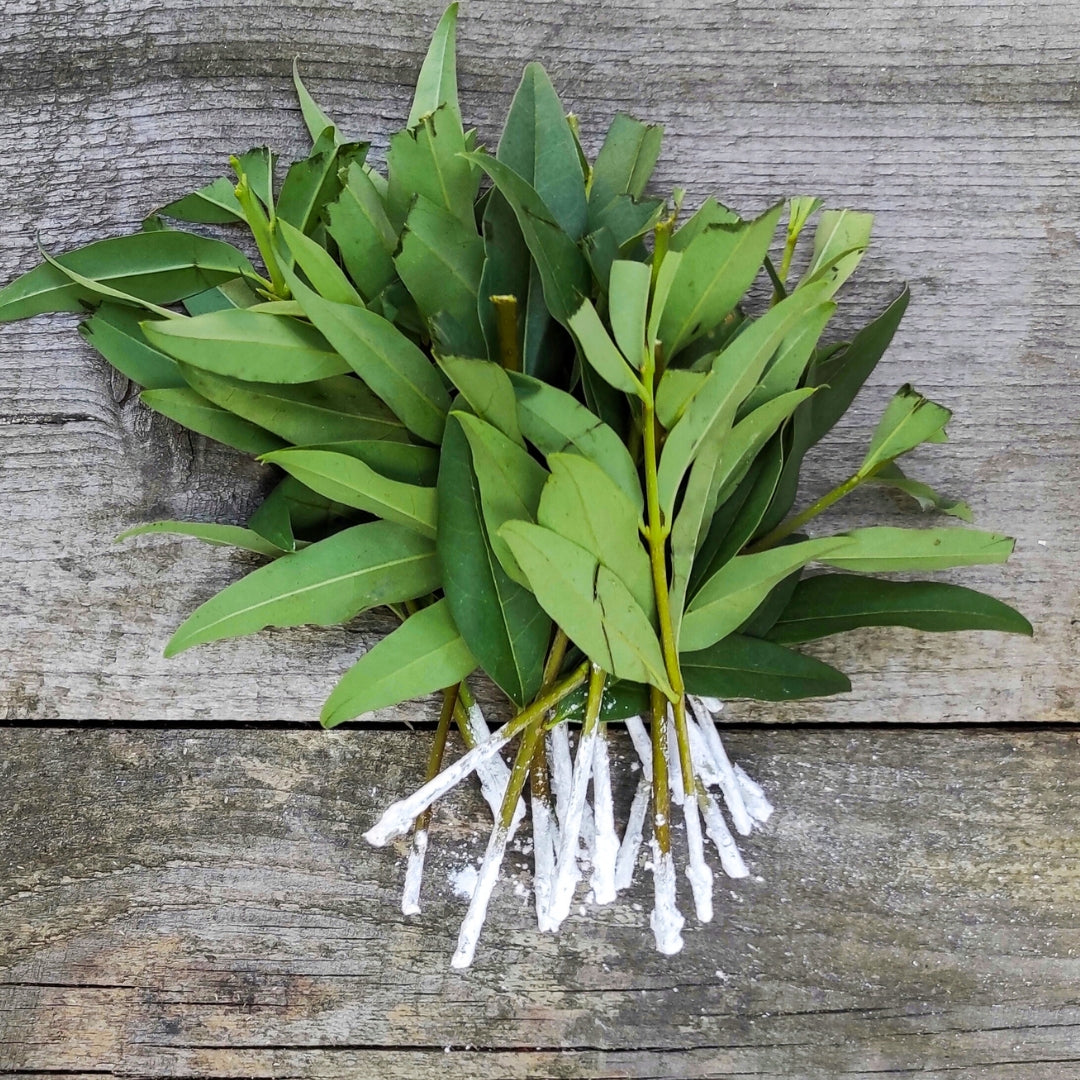 Indoor Plant Propagation Masterclasses 2026 | Wynberg - Elderflower Creative