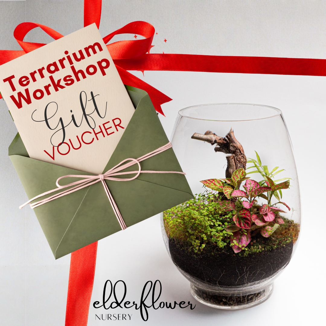 Terrarium Workshop Gift Card