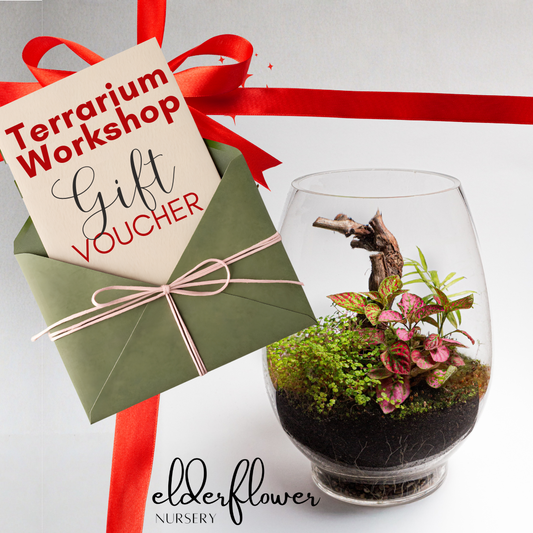 Terrarium Workshop Gift Card