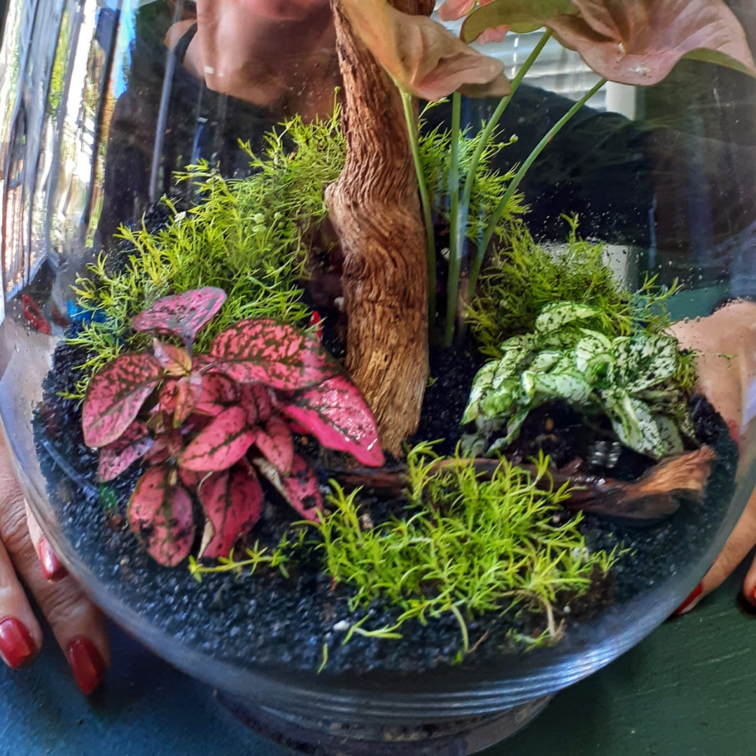 Terrarium Workshop  - Sun, 24 Nov| 10:00am | Newlands (Montebello Design Centre)