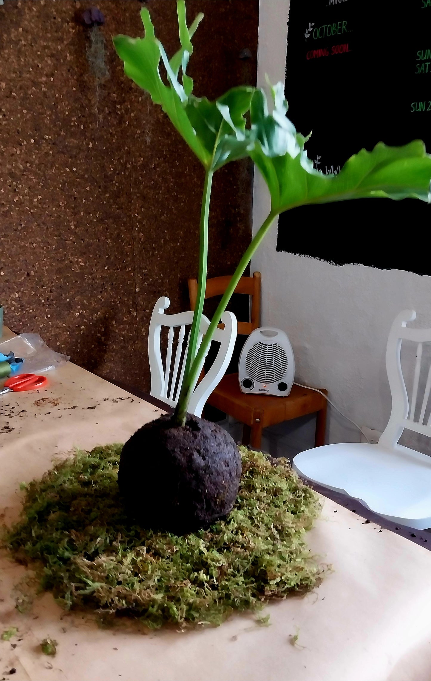 Kokedama Mossball Workshop| Sat, 25 Oct  | Wynberg - Elderflower Creative