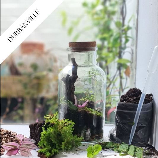 Terrarium Workshop & Light Brunch | Sat, 14 Jun  | Durbanville  - Nectar and Spice | 10:00 am