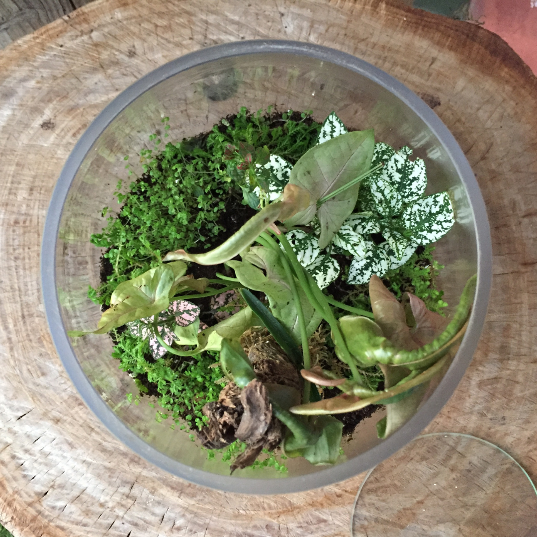 Terrarium Workshop  - Sun, 24 Nov| 10:00am | Newlands (Montebello Design Centre)