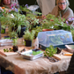 Success with Seeds Workshop : Fynbos Edition | Sat, 9 May | Newlands, Montebello