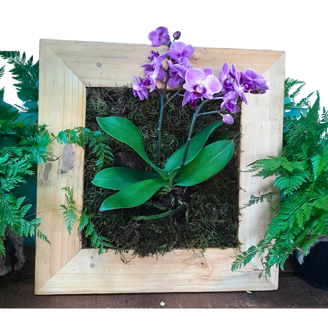 Orchid Wall Planter Workshop | Sat, 29 Mar  | Plumstead - Elderflower Nursery | 10:00 am