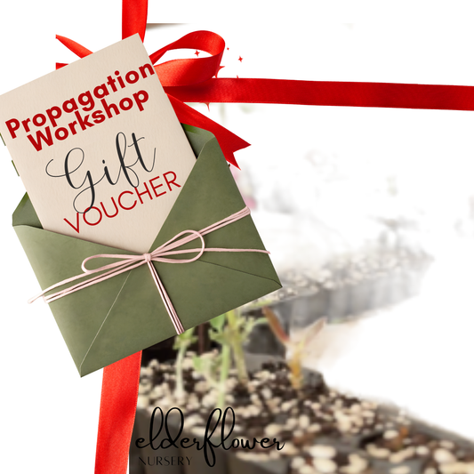 Propagation Workshop Giftcard