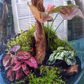 Tropical Terrarium Workshop | Sat, 24 Jan 2026  | Durbanville - Rust & Vrede Gallery