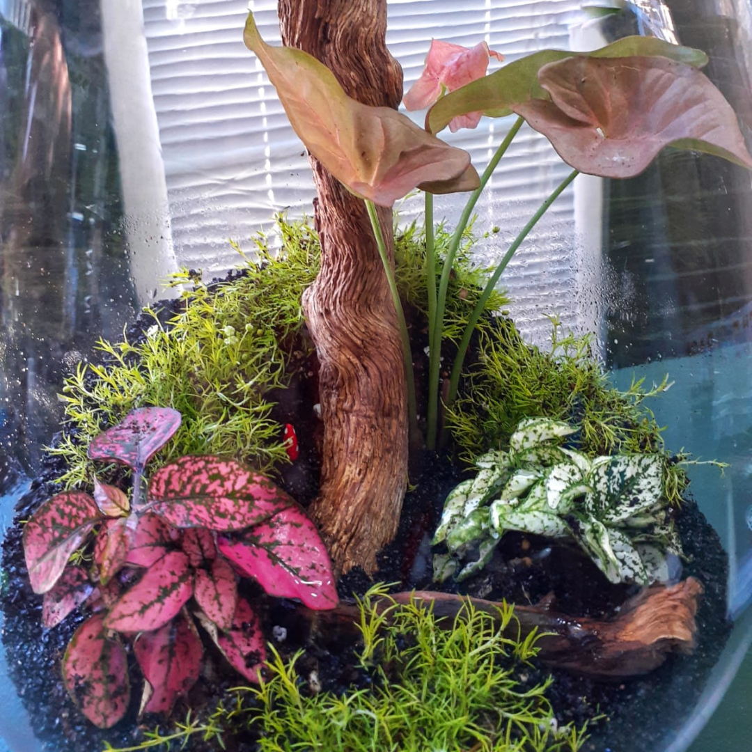 Terrarium Workshop  - Sun, 24 Nov| 10:00am | Newlands (Montebello Design Centre)