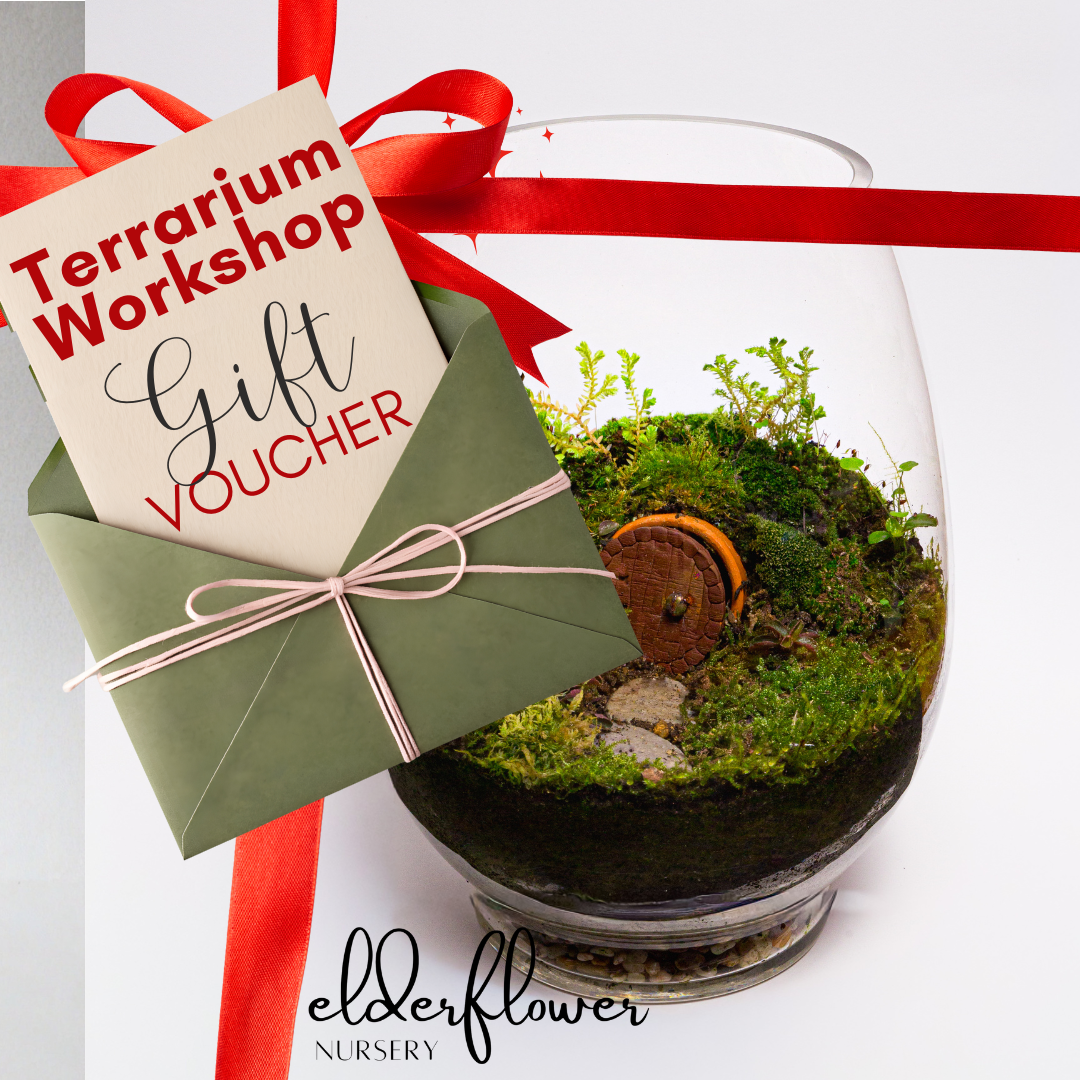 Terrarium Workshop Gift Card
