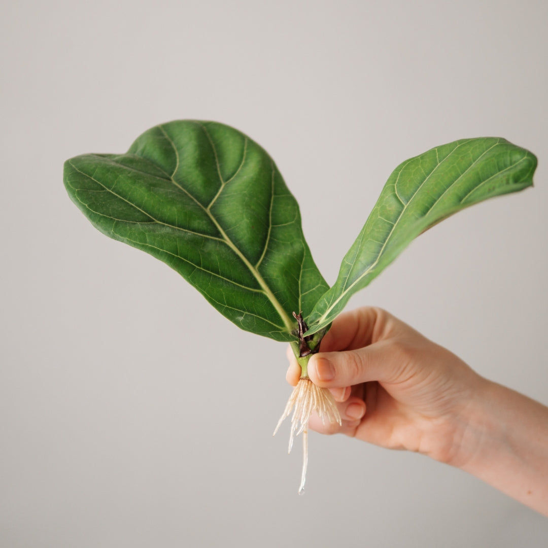 Indoor Plant Propagation Masterclasses 2026 | Wynberg - Elderflower Creative