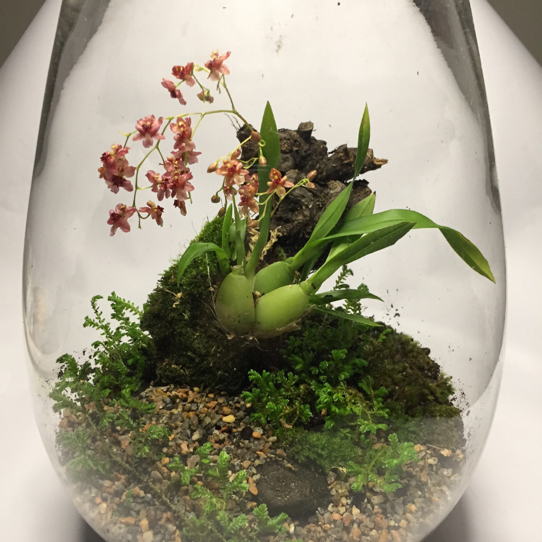 Mikro Orchid Terrarium Workshop | Sat, 15 Mar  | Plumstead - Elderflower Nursery | 13:00 pm