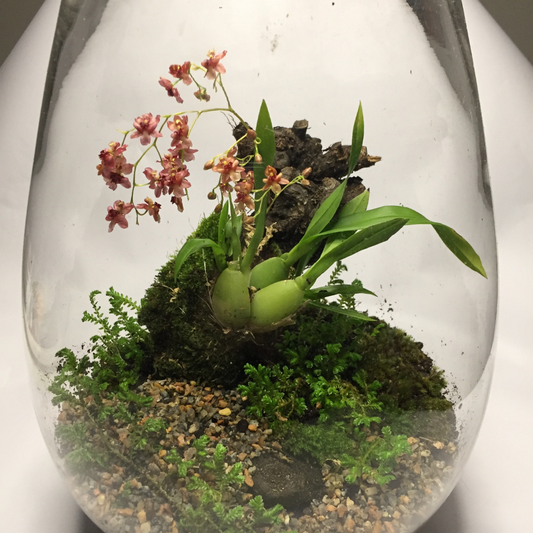 Mini Orchid Terrarium Workshop | Courtyard 53 - Elderflower Nursery | Sat, 25 Jan  | 10:00 am