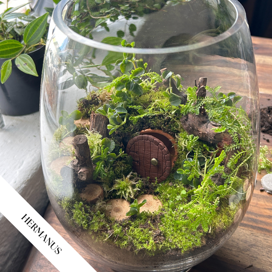 Hobbit House Terrarium | Sat, 6 Sep  | Hermanus  - MIKRO Coffee