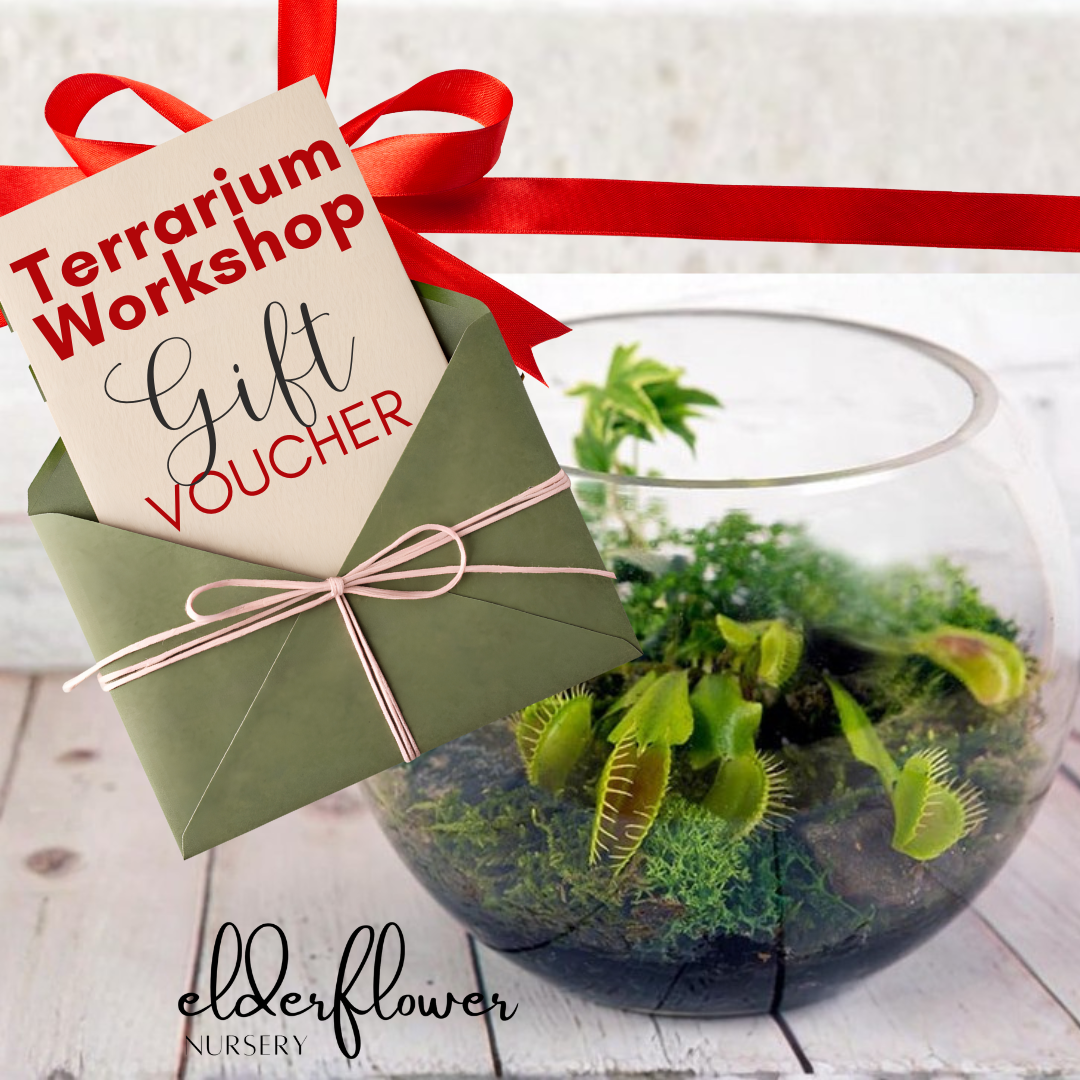 Terrarium Workshop Gift Card