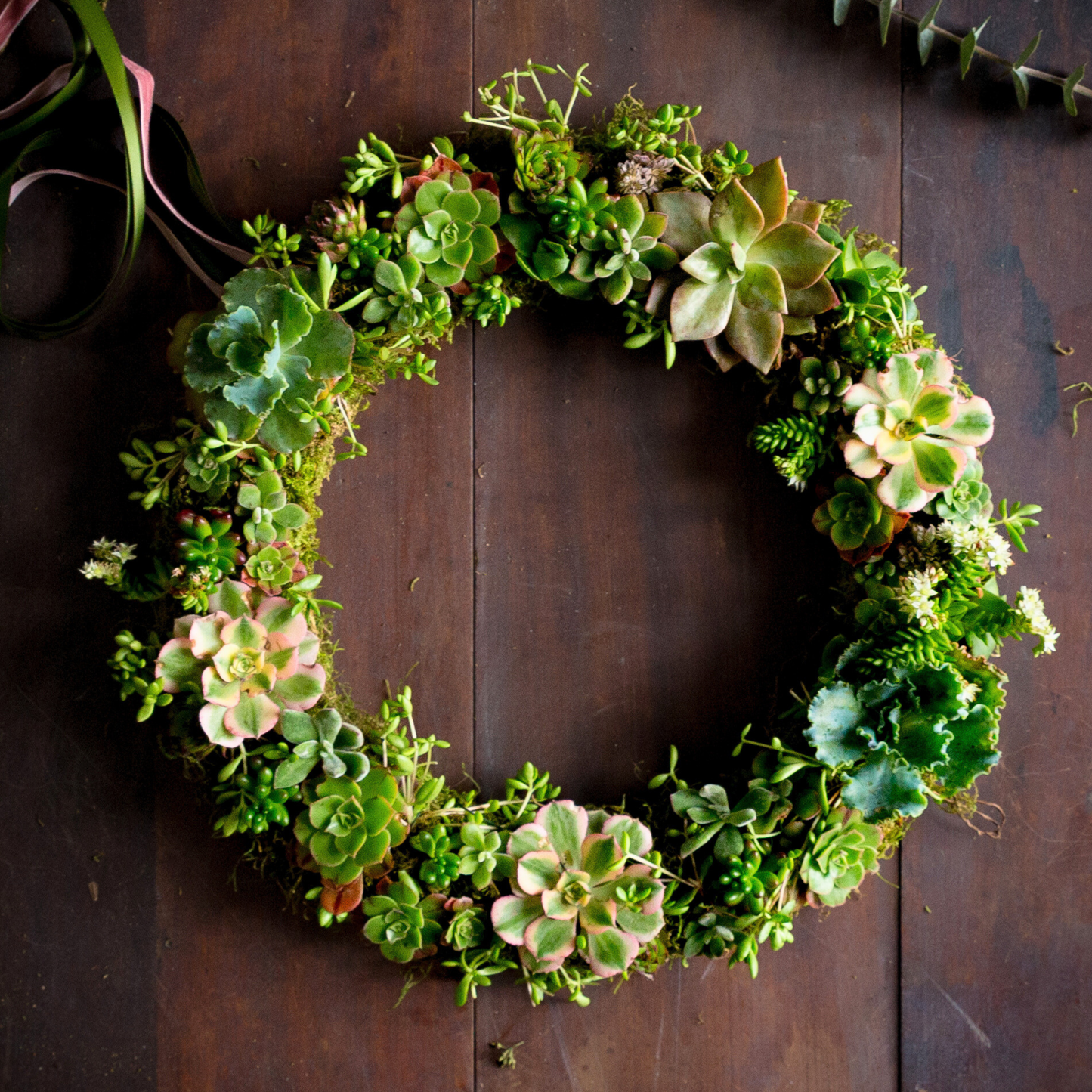 Succulent Wreath - (FREE SHIPPING)