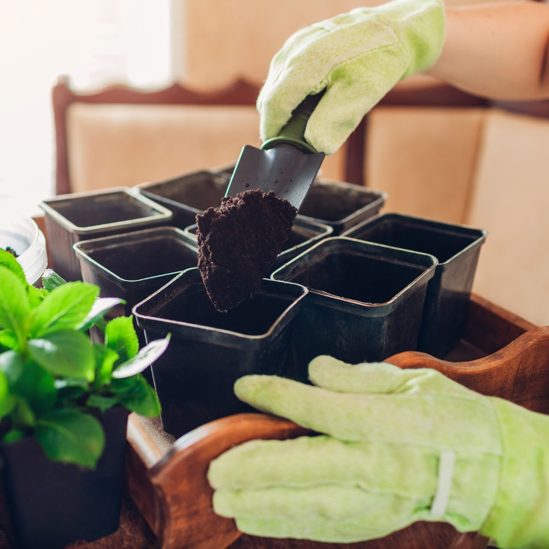 Indoor Plant Propagation Masterclasses 2026 | Wynberg - Elderflower Creative