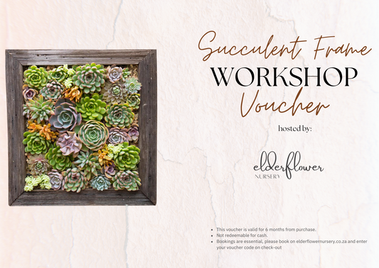 Succulent Wall Frame Gift Card