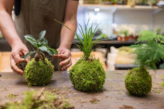 Kokedama Workshop  - Sat, 9 Nov - Courtyard 53 - Elderflower Nursery