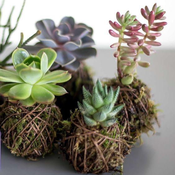 Kokedama Workshop  - Sat, 9 Nov | 13h30 | Courtyard 53 - Elderflower Nursery