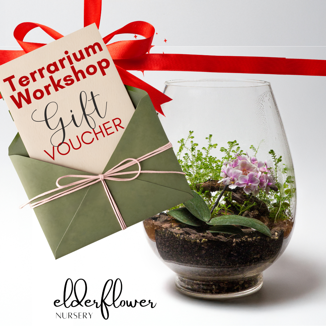 Terrarium Workshop Gift Card