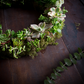 Succulent Wreath