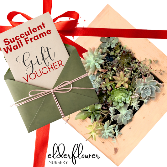 Succulent Wall Frame Gift Card