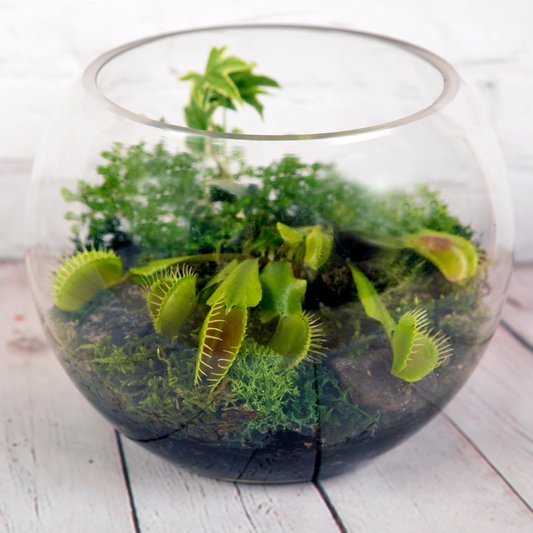 Venus Fly Trap Terrarium | Sat, 14 Dec, 10am | Constantia