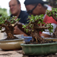 Spekboom Bonsai Beginners Workshop | Sat, 16 May  | Wynberg - Elderflower Creative
