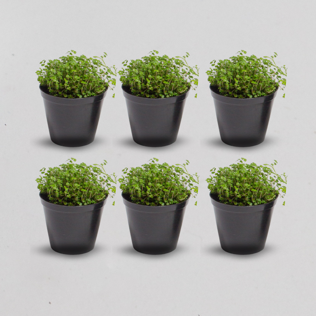 Terrarium Plants - Sets of 6