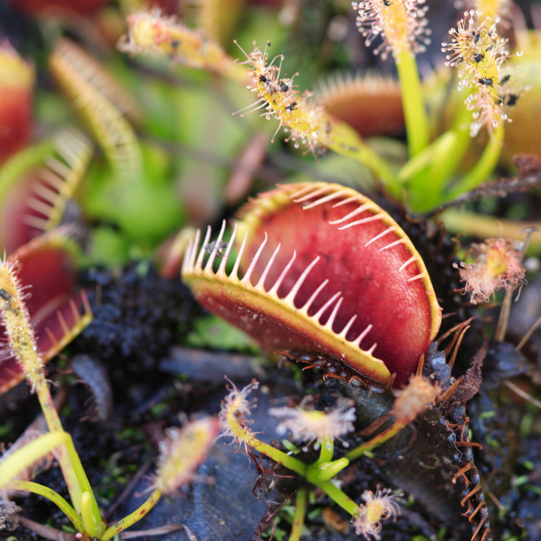 Venus Fly Trap Terrarium | Sat, 14 Dec, 10am | Constantia