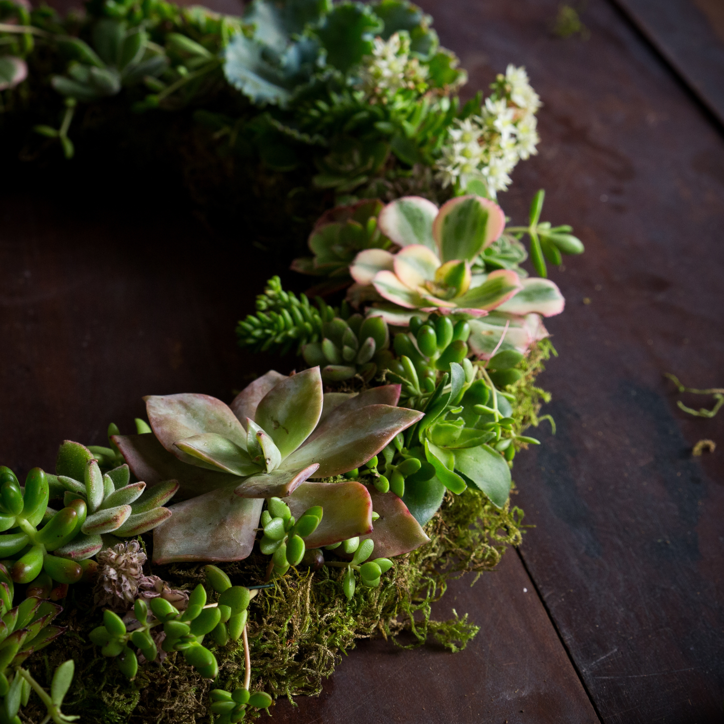 Succulent Wreath - (FREE SHIPPING)