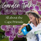 FREE Garden talk: Streptocarpus - All about the Cape Primula | Fri, 14 Nov  | Wynberg - Elderflower Creative