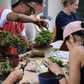 Spekboom Bonsai Beginners Workshop | Sat, 16 May  | Wynberg - Elderflower Creative