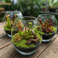 Carniverous Terrarium Workshops 2026 | Wynberg - Elderflower Creative