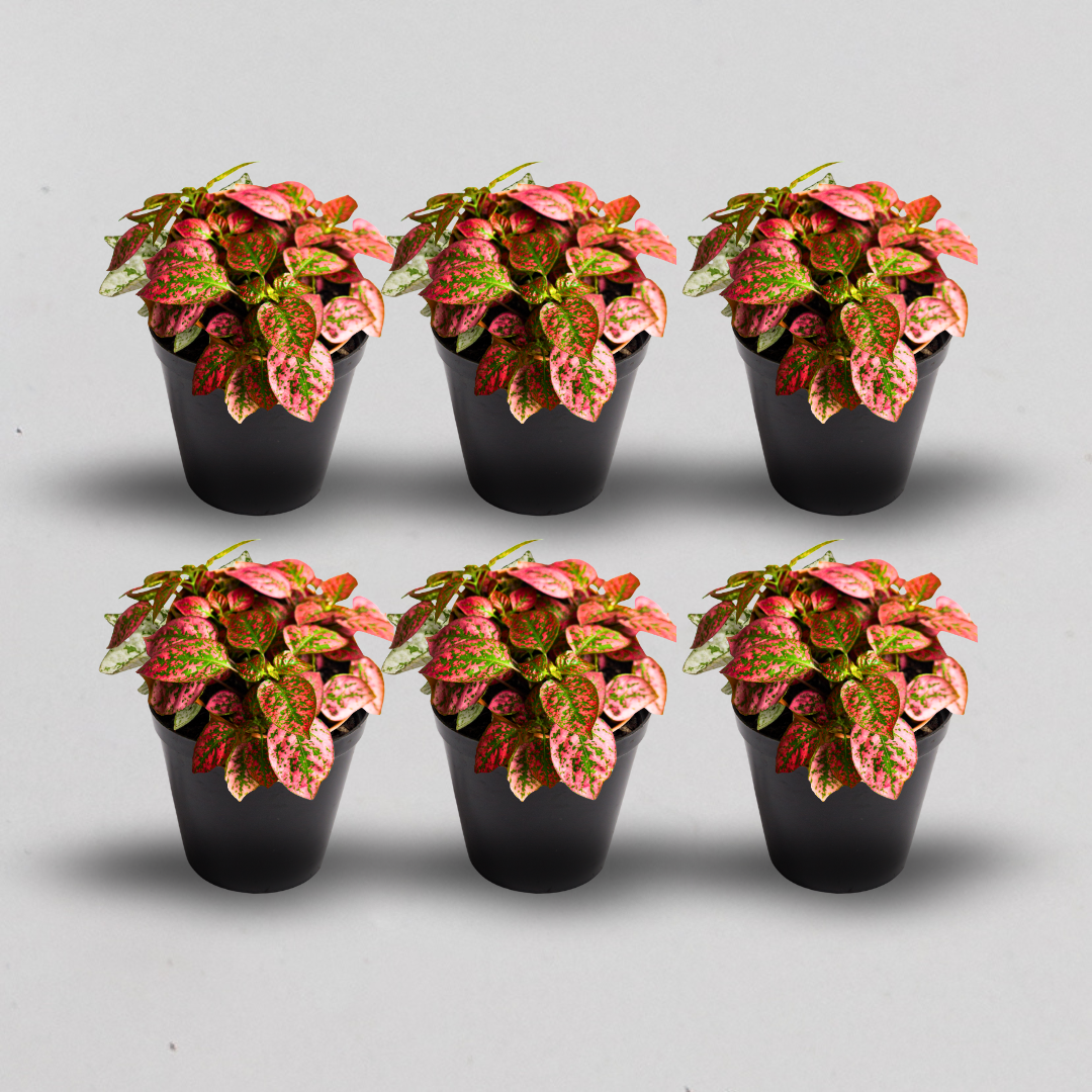 Terrarium Plants - Sets of 6