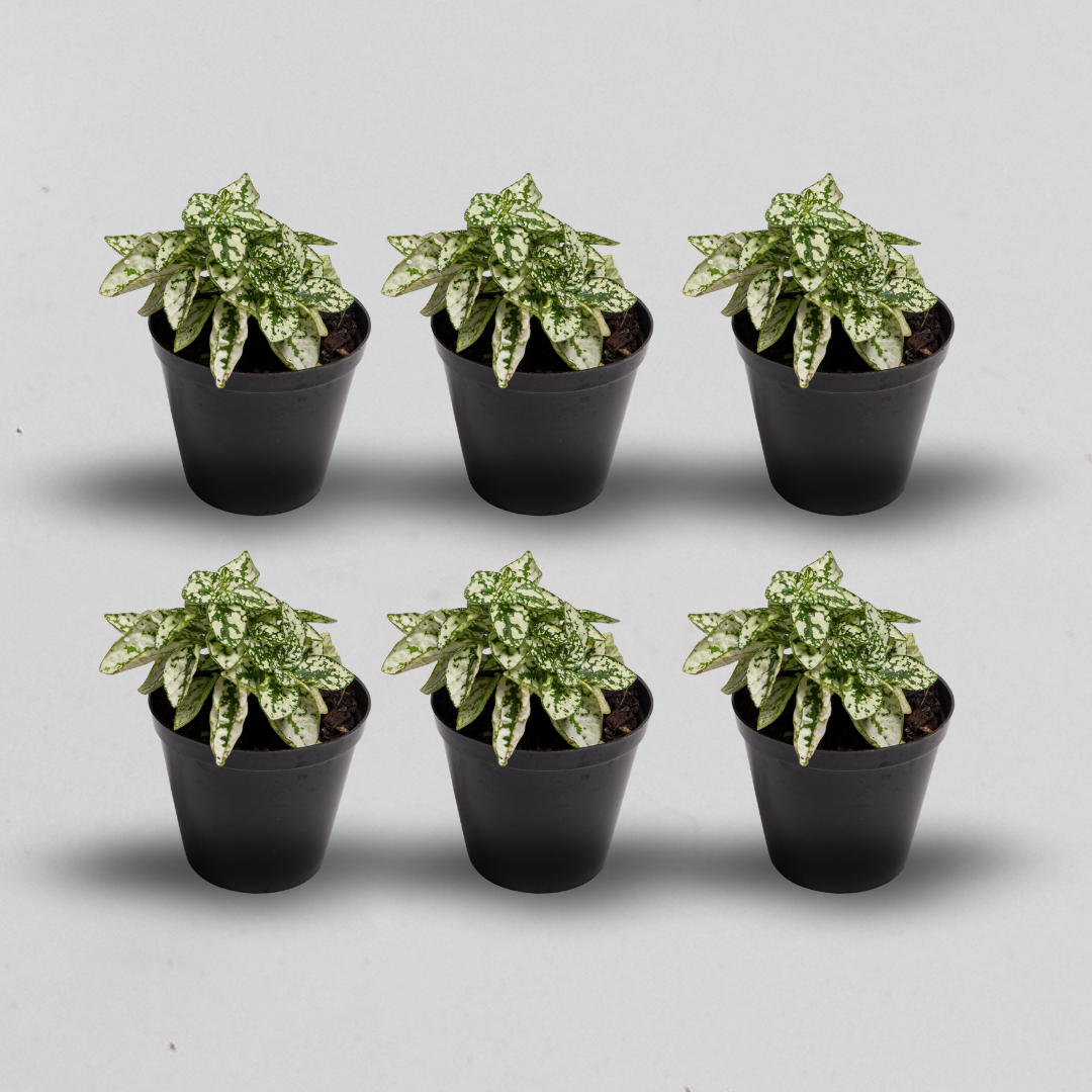 Terrarium Plants - Sets of 6