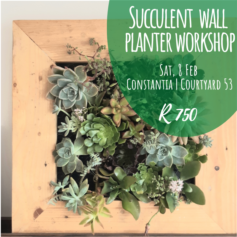 Succulent Wall Frame | Sat, 8 Feb  | 10:00 am | Courtyard 53 - Elderflower Nursery