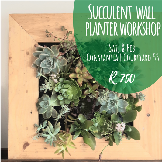 Succulent Wall Frame | Sat, 8 Feb  | 10:00 am | Courtyard 53 - Elderflower Nursery