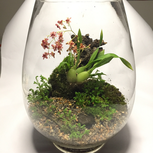 Mini Orchid Terrarium Workshop | Courtyard 53 - Elderflower Nursery | Sat, 15 Feb  | 10:00 am