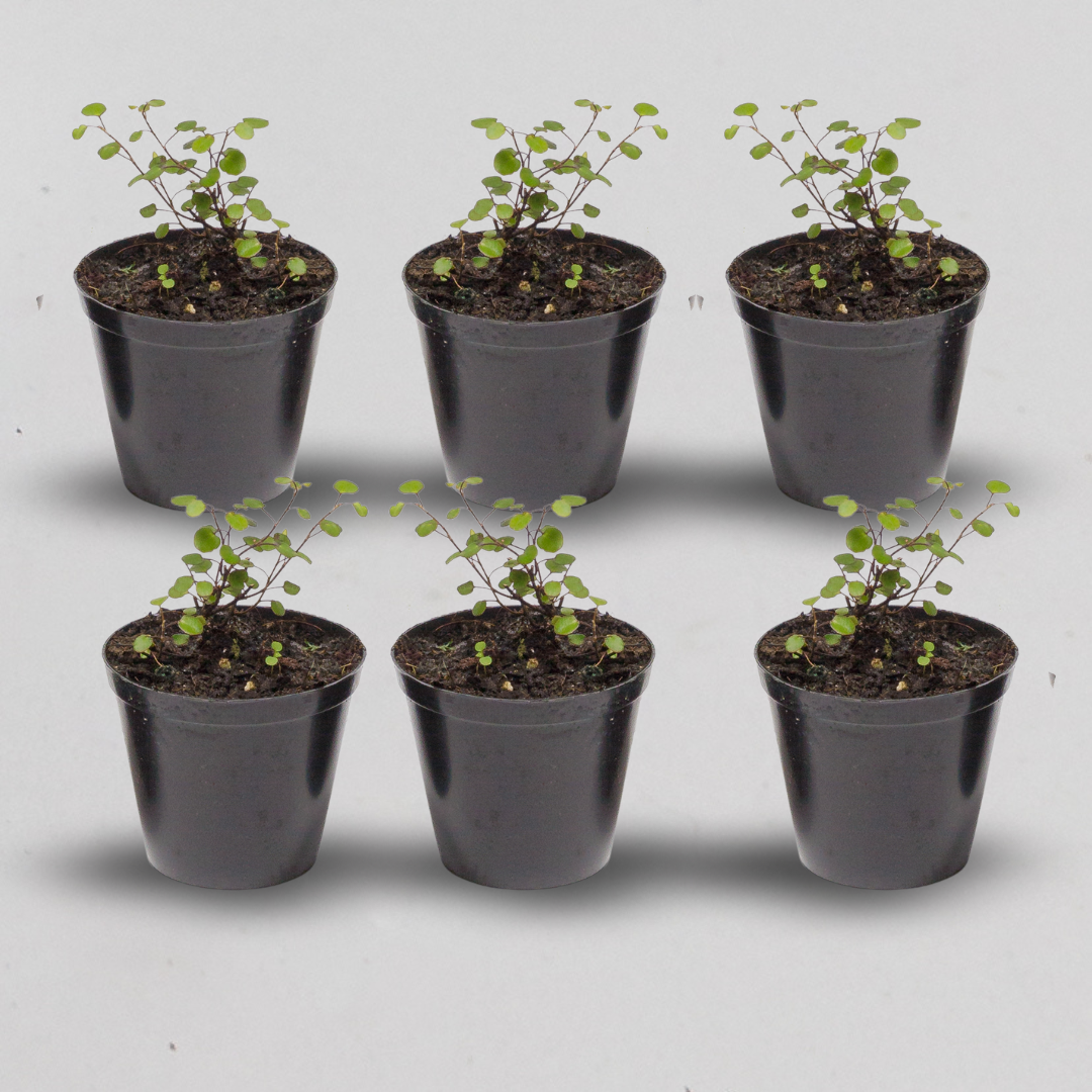 Terrarium Plants - Sets of 6