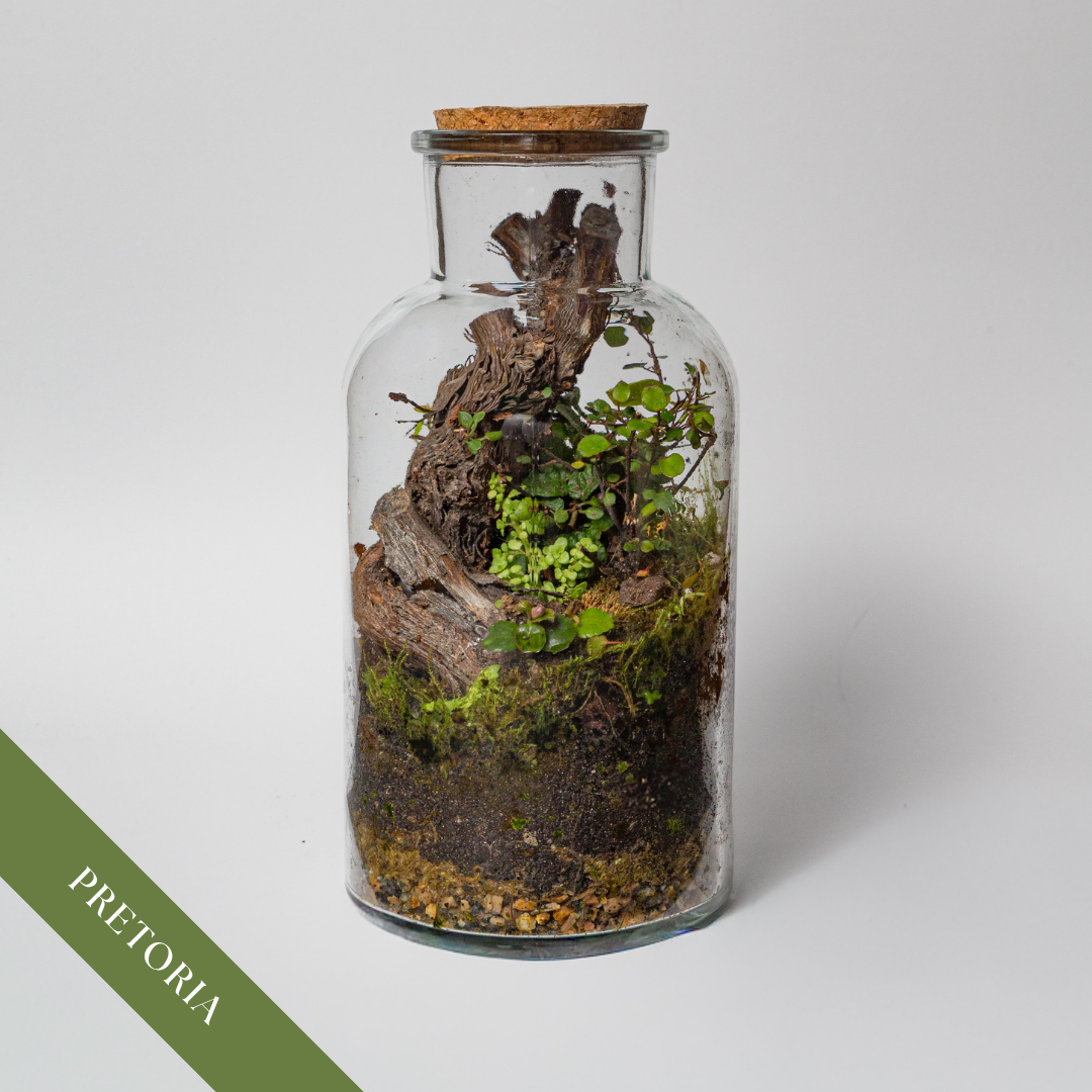 Terrarium Workshop | Sat, 24 Oct  | Pretoria East - The Doodle Shack