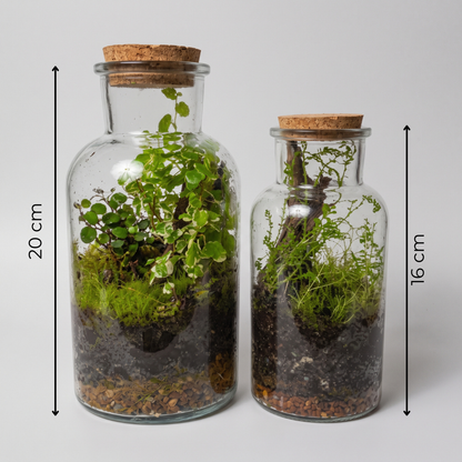 Terrarium Bottle Kit