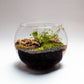 Carniverous Terrarium Workshop | Sat, 19 Sep  | Wynberg - Elderflower Creative