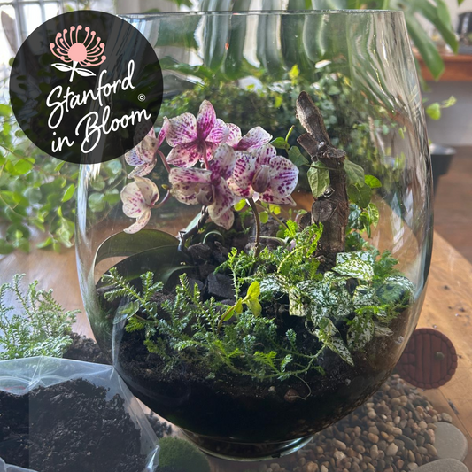 Mikro Orchid Terrarium Workshop | Sat, 13 Sep  | Stanford in Bloom