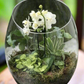 Orchid Terrarium Workshops 2026 | Wynberg - Elderflower Creative
