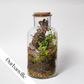 Terrarium Workshop | Sat, 27 Jun  | Durbanville - Rust & Vrede Gallery